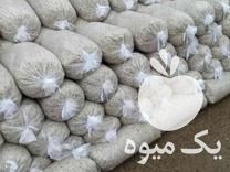 قیمت خرید تفاله تر چغندر در گروه خرید فروش عمده چغندر - قند لبویی قرمز سفید در یکمیوه -عکس1