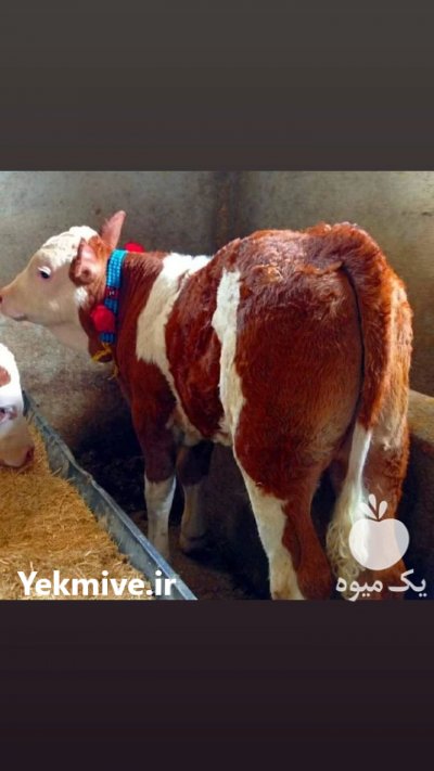 گوساله اصیل سمینتال در گروه گاو و گوسفند و میش و بز کهره گوساله سمینتال در یکمیوه -عکس1