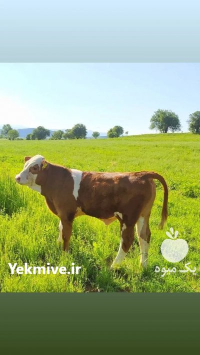 شرابی سمینتال در تاکستان در گروه گاو و گوسفند و میش و بز کهره گوساله سمینتال در یکمیوه -عکس1