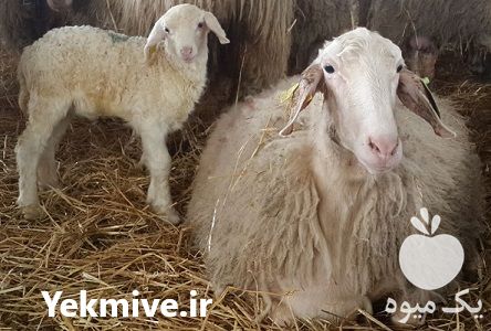فروش گوسفند آصف اسپانیایی در گروه گاو و گوسفند و میش و بز کهره گوساله سمینتال در یکمیوه -عکس1