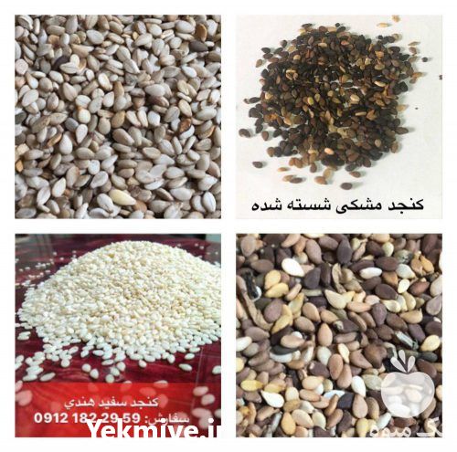 قیمت خرید مستقيم انواع كنجد شسته شده ارس دانه در تهران در گروه خرید فروش عمده دانه های روغنی - کلزا خردل آفتابگردان بادام کنجد سویا در یکمیوه -عکس1