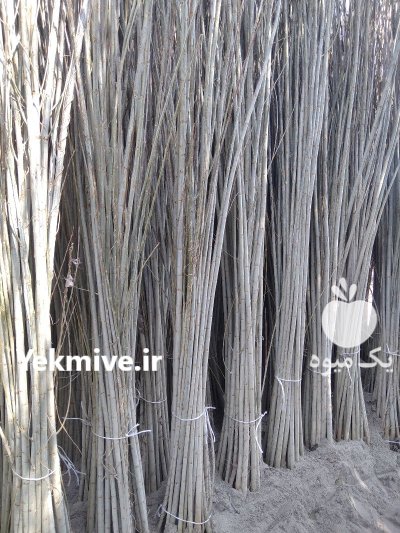 فروش انواع نهال صنوبر سفید ترکیه در ورامین در گروه خرید فروش نهال - انواع گردو پسته بادام سلطانی انگور در یکمیوه -عکس2