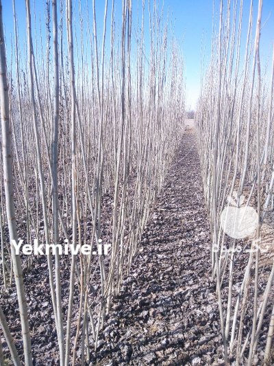 فروش انواع نهال صنوبر سفید ترکیه در ورامین در گروه خرید فروش نهال - انواع گردو پسته بادام سلطانی انگور در یکمیوه -عکس3