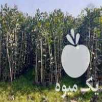 قیمت خرید نهالستان شاهین در گروه خرید فروش نهال - انواع گردو پسته بادام سلطانی انگور در یکمیوه