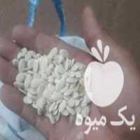 قیمت خرید بذر لوفا لیف در گروه خرید فروش بذر - انواع محصول کشاورزی گوجه کتان میوه درخت در یکمیوه