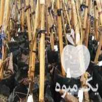 فروش انواع نهال کیوی هایوارد طلایی و خونی در لیسار در گروه خرید فروش نهال - انواع گردو پسته بادام سلطانی انگور در یکمیوه