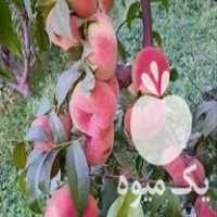 فروش نهال نهالستان نمونه گلستان اراک در گروه خرید فروش نهال - انواع گردو پسته بادام سلطانی انگور در یکمیوه