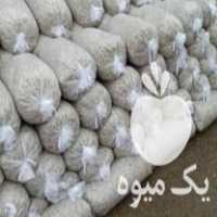 قیمت خرید تفاله تر چغندر در گروه خرید فروش عمده چغندر - قند لبویی قرمز سفید در یکمیوه