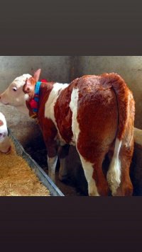 گوساله اصیل سمینتال در گروه گاو و گوسفند و میش و بز کهره گوساله سمینتال در یکمیوه