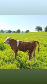 شرابی سمینتال در تاکستان در گروه گاو و گوسفند و میش و بز کهره گوساله سمینتال در یکمیوه