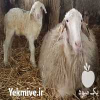 فروش گوسفند آصف اسپانیایی در گروه گاو و گوسفند و میش و بز کهره گوساله سمینتال در یکمیوه