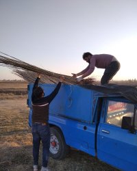 فروش انواع نهال صنوبر سفید ترکیه در ورامین در گروه خرید فروش نهال - انواع گردو پسته بادام سلطانی انگور در یکمیوه