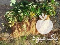قیمت خرید نشا توت فرنگی گلدانی و ریشه لخت در گروه خرید فروش نشا - انواع گوجه برنج کاهو پیاز کاری فرنگی در یکمیوه -عکس1