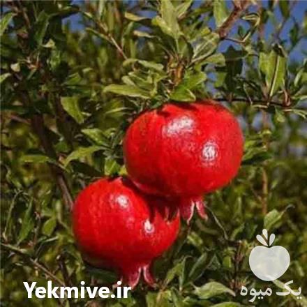 فروش نهال انار به صورت عمده در گروه خرید فروش نهال - انواع گردو پسته بادام سلطانی انگور در یکمیوه -عکس1