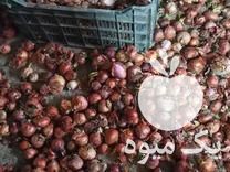 قیمت خرید پیاز محلی تقریبا 100 کیلو در آزادشهر در گروه خرید فروش عمده پیاز - قرمز سفید زرد ترشی تازه انباری در یکمیوه -عکس1