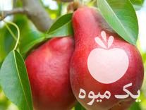 قیمت خرید نهال مثمر و غیر مثمر 2 و 3 ساله در گروه خرید فروش نهال - انواع گردو پسته بادام سلطانی انگور در یکمیوه -عکس1