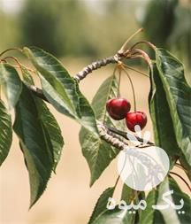 قیمت خرید نهال گیلاس مرغوب با قیمت مناسب در ارسنجان در گروه خرید فروش نهال - انواع گردو پسته بادام سلطانی انگور در یکمیوه -عکس1