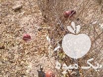 فروش نهال انار بومی شهرضا در مزرعه در گروه خرید فروش نهال - انواع گردو پسته بادام سلطانی انگور در یکمیوه -عکس1