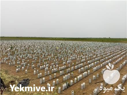 قیمت خرید پیوند نهال گردو در گروه خرید فروش نهال - انواع گردو پسته بادام سلطانی انگور در یکمیوه -عکس1