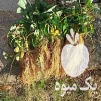 قیمت خرید نشا توت فرنگی گلدانی و ریشه لخت در گروه خرید فروش نشا - انواع گوجه برنج کاهو پیاز کاری فرنگی در یکمیوه