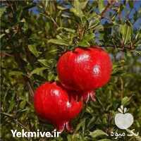 فروش نهال انار به صورت عمده در گروه خرید فروش نهال - انواع گردو پسته بادام سلطانی انگور در یکمیوه