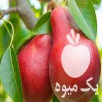 قیمت خرید نهال مثمر و غیر مثمر 2 و 3 ساله در گروه خرید فروش نهال - انواع گردو پسته بادام سلطانی انگور در یکمیوه