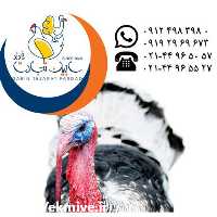 آگهی مشابه خرید و بوقلمون بومی و محلی سابین تجارت در گروه مرغ و خروس و بوقلمون و اردک قو قاز در یکمیوه