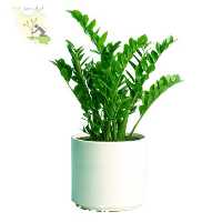 فروش زاموفیلیا با گلدان لوکس در تهران در گروه خرید فروش عمده گیاهان زینتی - گرمسیری آپارتمانی باغچه آب در یکمیوه