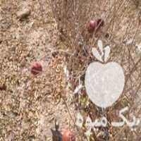 فروش نهال انار بومی شهرضا در مزرعه در گروه خرید فروش نهال - انواع گردو پسته بادام سلطانی انگور در یکمیوه