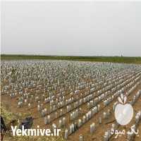 قیمت خرید پیوند نهال گردو در گروه خرید فروش نهال - انواع گردو پسته بادام سلطانی انگور در یکمیوه