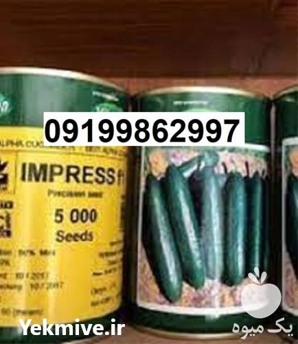 بذر خیار ویلمورین پر فروش و اصل در گروه خرید فروش بذر - انواع محصول کشاورزی گوجه کتان میوه درخت در یکمیوه -عکس1