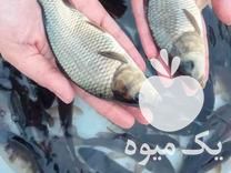 فروش انواع بچه ماهی و غذای ماهی ارسال تمام ایران در گروه انواع ماهی - سالمون شیر کپور قرمز شوریده سفید گوپی مرکب در یکمیوه -عکس1