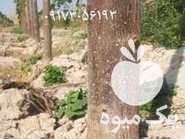 قیمت خرید نهال پالونیا هیبرید اصلاح شده در شیراز در گروه خرید فروش نهال - انواع گردو پسته بادام سلطانی انگور در یکمیوه -عکس1