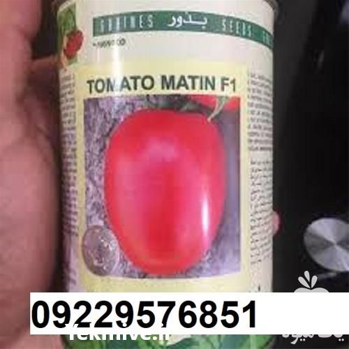 قیمت خرید بذر گوجه فرنگی متین پربار در هرمز در گروه خرید فروش بذر - انواع محصول کشاورزی گوجه کتان میوه درخت در یکمیوه -عکس1