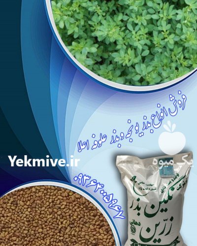 فروش بذر یونجه و بذر علوفه در گروه خرید فروش بذر - انواع محصول کشاورزی گوجه کتان میوه درخت در یکمیوه -عکس1