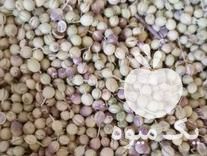 فروش گشنیز حبوبات غلات در بیستون در گروه خرید فروش عمده غلات و حبوبات - لپه عدس نخود لوبیا در یکمیوه -عکس1