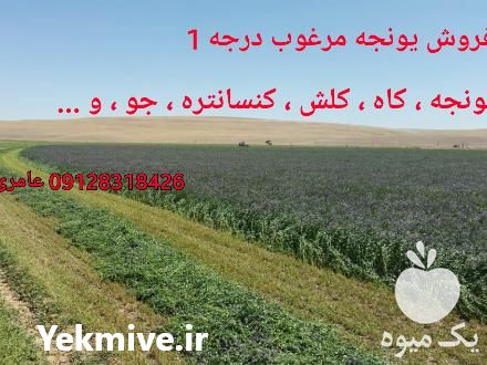 فروش یونجه مرغوب گرمسار و یونجه کوبیده در گروه خوراک دام و طیور - پرواری شیری علوفه یونجه در یکمیوه -عکس1