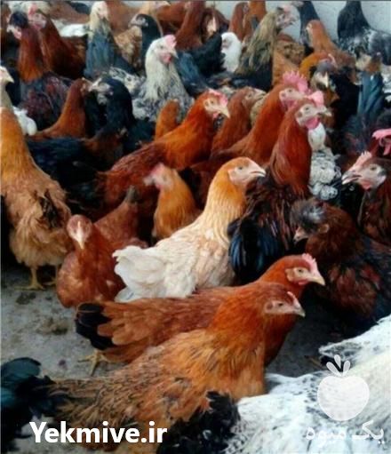 فروش نیمچه در آمل در گروه مرغ و خروس و بوقلمون و اردک قو قاز در یکمیوه -عکس1