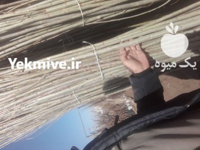 صنوبر سبز سفید مهدیزاده در گروه خرید فروش نهال - انواع گردو پسته بادام سلطانی انگور در یکمیوه -عکس2