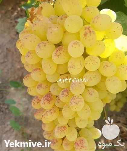 فروش نهال انگور کاشت در فصل بهار و اوایل تابستان در قزوین در گروه خرید فروش نهال - انواع گردو پسته بادام سلطانی انگور در یکمیوه -عکس1