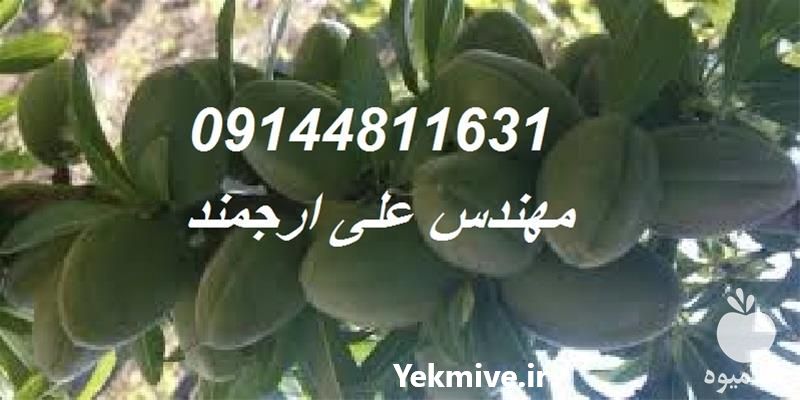 قیمت خرید نهال بادام دیرگل و مقاوم در البرز در گروه خرید فروش نهال - انواع گردو پسته بادام سلطانی انگور در یکمیوه -عکس1