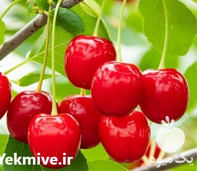 نمایندگی فروش کود در گروه خرید فروش کود و مواد شیمیایی - اوره پتاس مرغی کمپوست آهن در یکمیوه -عکس1