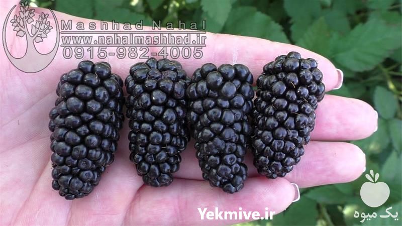 قیمت خرید نهال وارداتی بلک بری در تهران در گروه خرید فروش نهال - انواع گردو پسته بادام سلطانی انگور در یکمیوه -عکس1