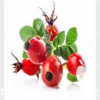 فروش نهال زرشک پفکی در تهران در گروه خرید فروش نهال - انواع گردو پسته بادام سلطانی انگور در یکمیوه