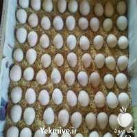 فروش تخم خوراکی اردک محلی در اردبیل در گروه انواع تخم ها - مرغ بوقلمون پرنده عمده کشاورزی در یکمیوه