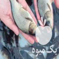 فروش انواع بچه ماهی و غذای ماهی ارسال تمام ایران در گروه انواع ماهی - سالمون شیر کپور قرمز شوریده سفید گوپی مرکب در یکمیوه