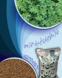 فروش بذر یونجه و بذر علوفه در گروه خرید فروش بذر - انواع محصول کشاورزی گوجه کتان میوه درخت در یکمیوه