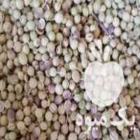 فروش گشنیز حبوبات غلات در بیستون در گروه خرید فروش عمده غلات و حبوبات - لپه عدس نخود لوبیا در یکمیوه