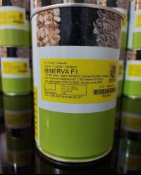 بذر پیاز سفید مینروا در گروه خرید فروش عمده پیاز - قرمز سفید زرد ترشی تازه انباری در یکمیوه