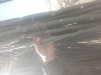 صنوبر سبز سفید مهدیزاده در گروه خرید فروش نهال - انواع گردو پسته بادام سلطانی انگور در یکمیوه